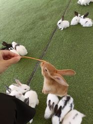 -萌宠亲子动物乐园(槐房万达店)