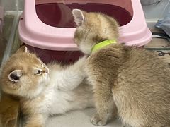 -糯米喵星人总部直营旗舰店·猫舍·幼猫出售