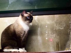 -猫咪博物馆(顶澳仔猫街店)