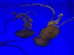 -上海海洋水族馆