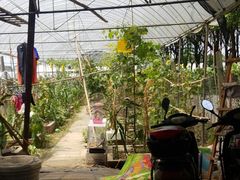 -马陆小张葡萄园农家乐