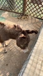 -萌宠亲子动物乐园(槐房万达店)