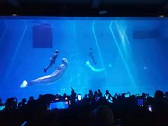 -芜湖新华联大白鲸海洋公园