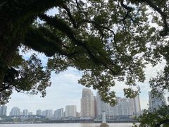 -江心屿景区