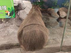 -正佳雨林生态植物园