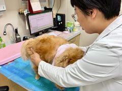 -美联众合爱康动物医院•复杂内科•肿瘤科•牙科•腔镜诊疗中心