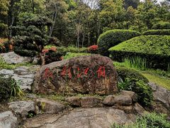 -铁山坪森林公园