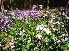 -永定河休闲森林公园