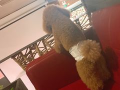 -百好乐宠物友好餐厅(朝外大街店)