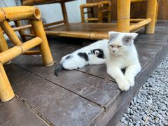 -老地方猫儿面(磁器口店)