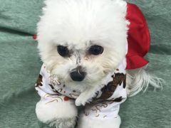 -佳雯宠物医院·皮肤科·内外科(春晓路分院)