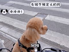 -芭比堂动物医院·心脏专科·夜诊·吉雅分院