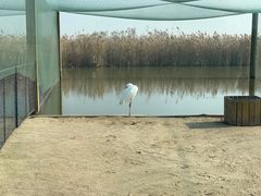 -盐城丹顶鹤湿地生态旅游区