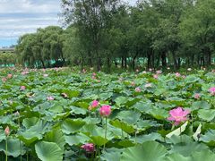 -东郊湿地公园