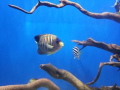 -烟台海昌鲸鲨海洋公园