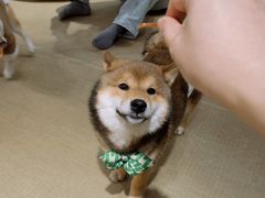 -逗柴咖啡屋·狗咖猫咖宠物桌游