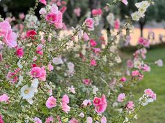 -天鹅湖体育公园