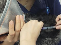 -宠物星动物医院·眼科·异宠·猫科(江南大道总院)