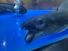 -味家烤肉烤鳗鱼牛排(西塔旗舰店)