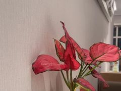 -鹿港小镇(黄金店)