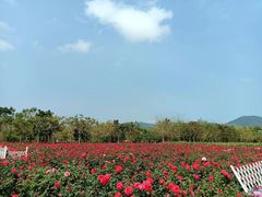 -亚龙湾国际玫瑰谷