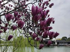 -尚湖风景区