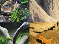 -帕帕拉兹宠物(亚洲旗舰店)