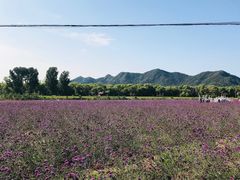-北京东方普罗旺斯薰衣草庄园