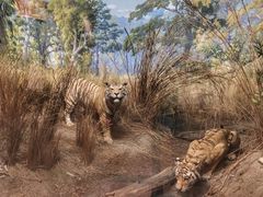 -美国自然历史博物馆