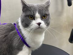 -PETKIT小佩宠物·低压洗护(国顺东路店)