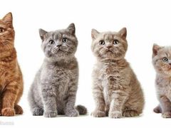 -东北人粗粮饺子坊(南山店)