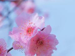 -顾村公园