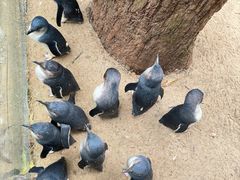 -费瑟代尔野生动物园