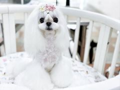 -鑫艺宠物美容培训学校