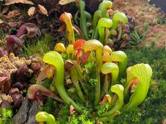-昆明植物园