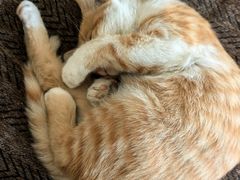 -宠福鑫康馨动物医院·骨科·眼科