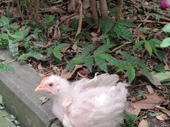 -什家婆乌鸡米线(阳光街店)