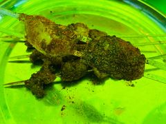 -马白开来特色羊排揪片子  (总店)