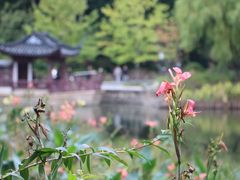-和平公园
