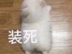 -王府半岛酒店·大堂茶座