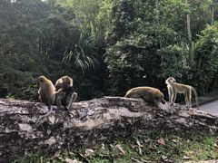 -槟城植物园