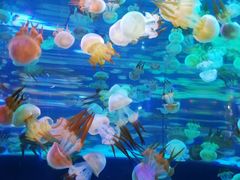 -左海海底世界