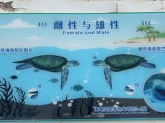 -广东惠东海龟国家级自然保护区