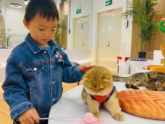-COLOR PETS 撸猫馆·购猫·猫咖(长风大悦城店)