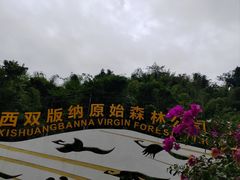-西双版纳原始森林公园