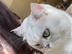 -有猫咖啡umeow coffee