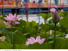-莲花池公园