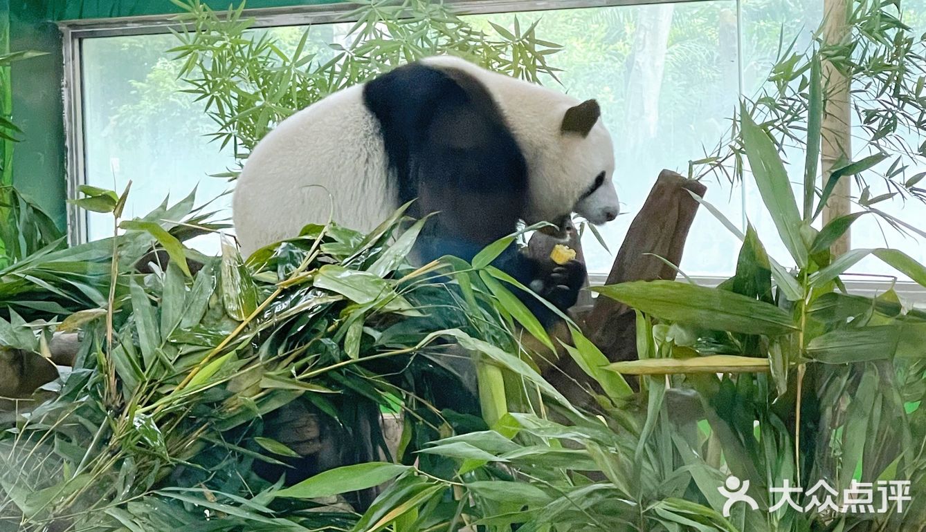 广州动物园20元门票，超抵，还要什么长隆野生动物园！