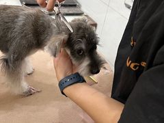 -艾贝尔宠物医院 ·内科全科(梁溪路店)