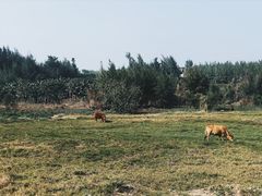 -硇洲岛旅游区
